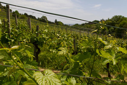 Fotorundgang Reisenberg Weinblüte