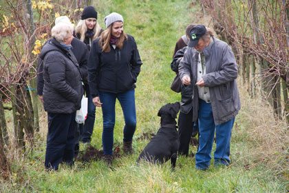 Grinzinger Leopoldifest 2013 Weingartenwanderung