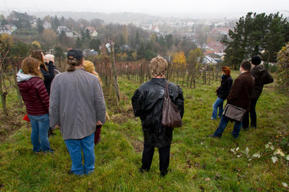 Grinzinger Leopoldifest 2013 Weingartenwanderung