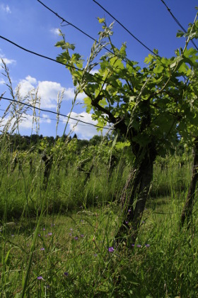 Weinblütenwanderung