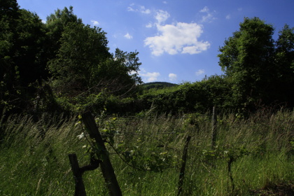 Weinblütenwanderung