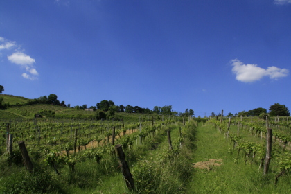 Weinblütenwanderung