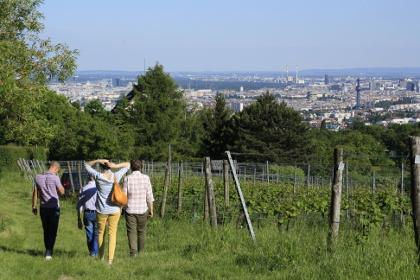 Weinblütenwanderung