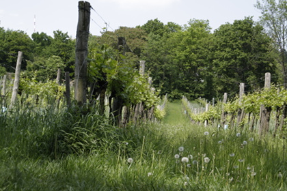 Weinblütenwanderung