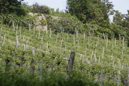 Weinblütenwanderung