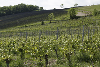 Weinblütenwanderung