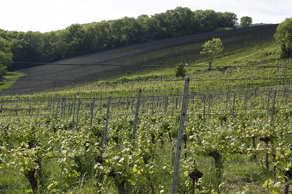 Weinblütenwanderung