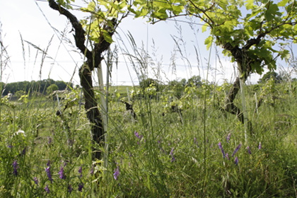 Weinblütenwanderung