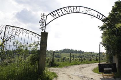 Weinblütenwanderung