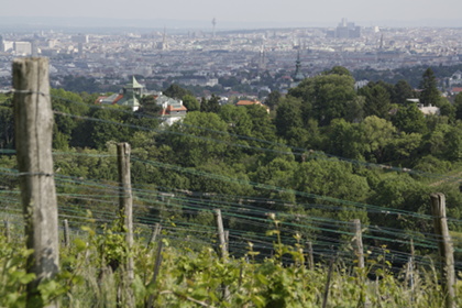 Weinblütenwanderung