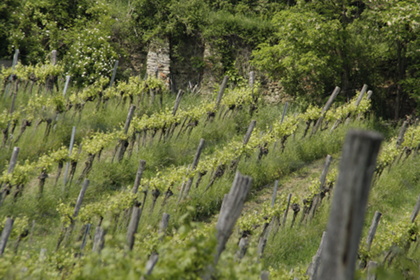 Weinblütenwanderung