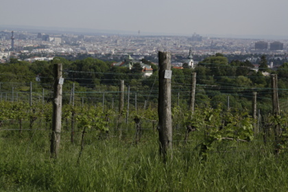 Weinblütenwanderung