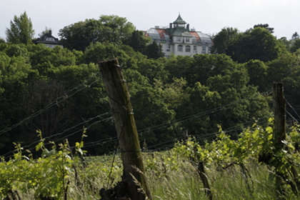 Weinblütenwanderung