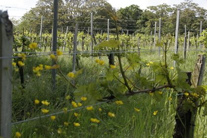 Weinblütenwanderung