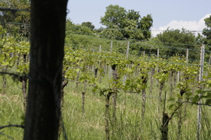 Weinblütenwanderung