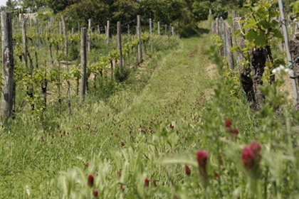 Weinblütenwanderung