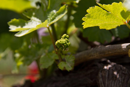 Weinblüte am Reisenberg