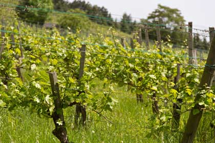 Weinblüte am Reisenberg